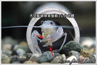[魚魚便利商店] 台灣製造 天蝦玉(粒徑約3mm) 1公斤 蝦飼料 黑殼蝦、火焰蝦、蘇蝦、玫瑰蝦、極火蝦、水晶蝦