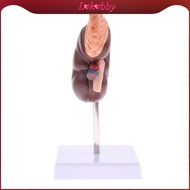 Lohobby Human Kidney Anatomical Models, Lifesize Kidney with Adrenal Gland Model, 2 Parts Removable,