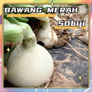 50 Butir Benih Bawang putih Sanren F1