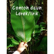 ANAK POKOK LEREK (DAUN UTK BUNGKUS LEMANG/POKOK LANDSKAP)