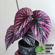 Yready Tanaman Hias Begonia Brevirimosa Begonia Rex Walet