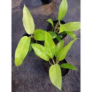 ORLANDO LEMON LIME | Rooted established live plant | QueenC plant shop🪷