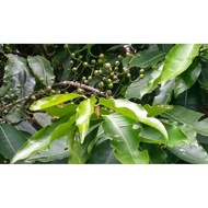 Fresh and dried guava leaves