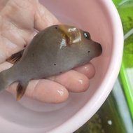 ikan buntal babi air laut