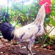 Telur Ayam Pelung Asli Cianjur Fertil fress Untuk Ditetaskan