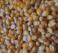 popcorn murah/jagung popcorn  mentah /jagung  murah/jagung ekonomis/cemilan santai  /jagung 250 gram
