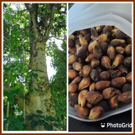 ⏐ ☂ GMELINA SEEDS ( arborea) 25 SEEDS ( BUY 2 GET 1 FREE)