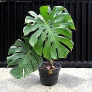 READY || TANAMAN HIAS MONSTERA KING | MONSTERA KING