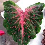 BATIK Keladi Caladium Thai Thailand ANYA ANYA Hybrid USA Wildfire Hearts Desire