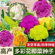 Colorful Cauliflower Seeds Purple Cauliflower Seeds Western Blue Cauliflower Pine Cauliflower Origin