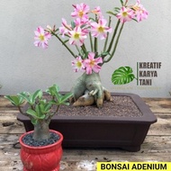 bonsai adenium bonggol besar - bonsai adenium kemboja jepang promo