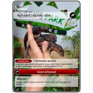 Pet- Red Eye Crocodile Skink / Croc Skink / Kadal Duri
