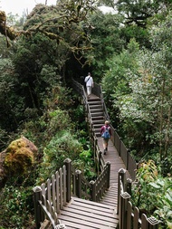 Cameron Highlands and Mossy Forest Half Day Tour