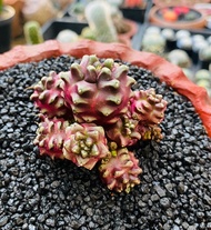 ยิมโนด่าง เดย์ดรีม ฟอร์มกอ ไม้เมล็ด  Gymnocalycium cristata Cactus