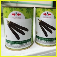 ♞FORTUNER F1 EGGPLANT SEEDS (50g CAN)