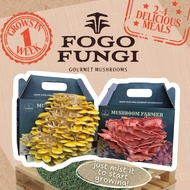 Fogo Fungi Mushroom Farmer Grow Kit - Oyster Mushrooms