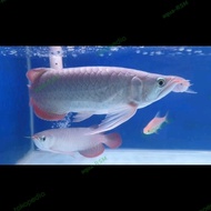 ikan arwana super red king