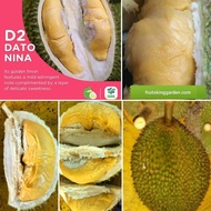 Anak Pokok Durian D2 Dato Nina