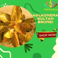 Terbaruuu!!! Aglonema Sultan Brunei / Aglaonema Sp Kuning Emas Ready