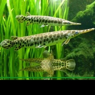 Ikan Hias Aligator Florida GAR 15 cm