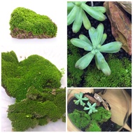 Moss Lembap untuk Terrarium Moss Terrarium Orkid Bonsai