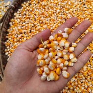 Jagung lokal jagung kering jagung berkualitas steril/kg terbaik