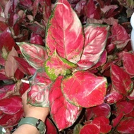 aglaonema super red Anjamani