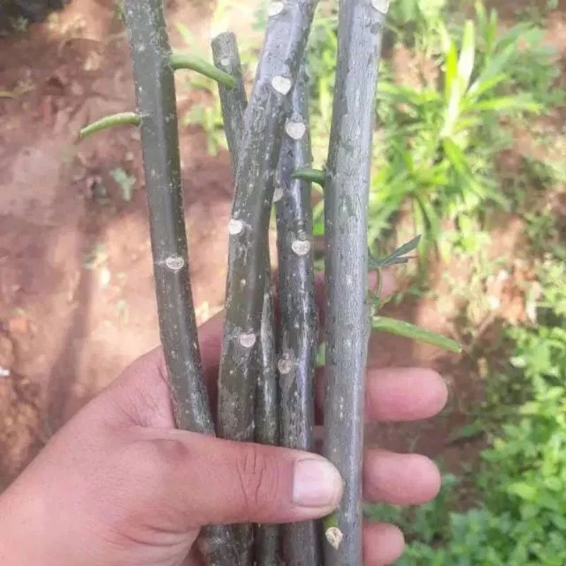 stek pohon pepaya jepang/stek pepaya jepang/bibit pepaya jepang