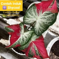 [Readystock SABAH] Caladium 🆔 Shycool