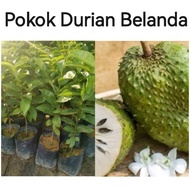 Pokok Durian Belanda