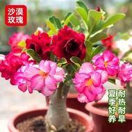 Desert Rose Potted Plant with Buds Original Pot Soil Double Petal Flower Green Plant Indoor Balcony 