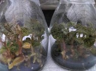 電光寶石蘭 Macodes petola , 華麗的葉片有閃電般紋路的一級蘭科觀葉植物!優質瓶苗特售!