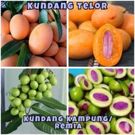 Pokok Buah Kundang Kampung Telur Madu Remia ramunia star setar muda Masam real plant