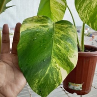 Terbaru Monstera Variegata Kuning Monstera Yellow Variegated Marmorata