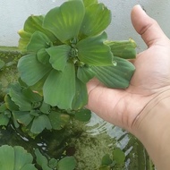 Kiambang mudah membiak untuk betta, Lobster air tawar | Floating Water Lettuce / Aquarium Plant / Tumbuhan Akuarium