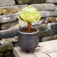 【Succulent】 Succulent Plant Master Xiaolaozhuang Single-headed Inner Balcony Combination Potted Plant