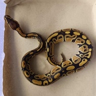 Ball python Baby morph Pastel