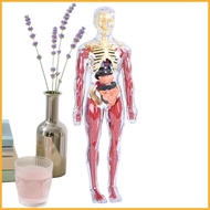 Human Anatomy for Kids Educational Science Human Body Toy Realistic Anatomy Model for Home School Ki