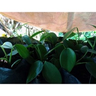 Philodendron Microstictum (live plant)