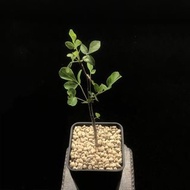 SG3549-納米比亞未命名沒藥🔥多肉植物小盆栽禮物🔥