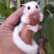sugar glider platinum mozaik