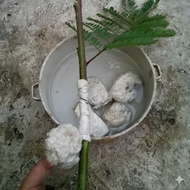 Super Sticky Glutinous Rice – Bird & Squirrel Catcher 500g | Premium Glutinous Rice Glue – Bird & Sq