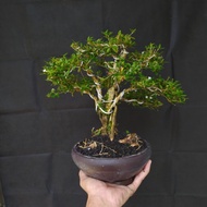 Bonsai Serissa | Bonsai Seribu Bintang | Bonsai seribu bintang