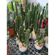 Caribbean Tree Cactus real live plant free 3kg organic soil and free 0.5kg premium fertilizer