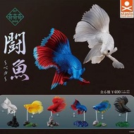 【現貨】STASTO 奇麗奇妙鬥魚金魚擺件 全套扭蛋