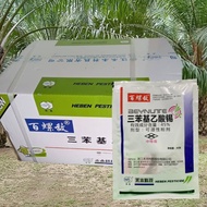[ORIGINAL] 40g x 125packet RACUN SIPUT GONDANG Mas / Babi / Poison Gondang Emas