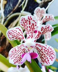 Anggrek Vanda Tricolour