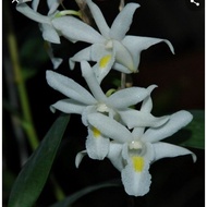 Anggerik Kampung / Orkid Hutan / Anggerik Merpati Putih