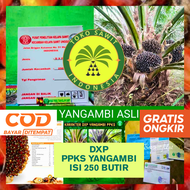 BENIH POLONG KECAMBAH BIBIT SAWIT DXP PPKS YANGAMBI UNGGUL BERSERTIFIKAT ASLI PELEPAH PANJANG DAN PE