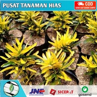 Tanaman Hias Puring  cabe Pohon Puring Cabe